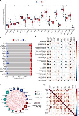 The MQRG score: a novel prognostic tool for adrenocortical carcinoma patients based on mitochondrial quality